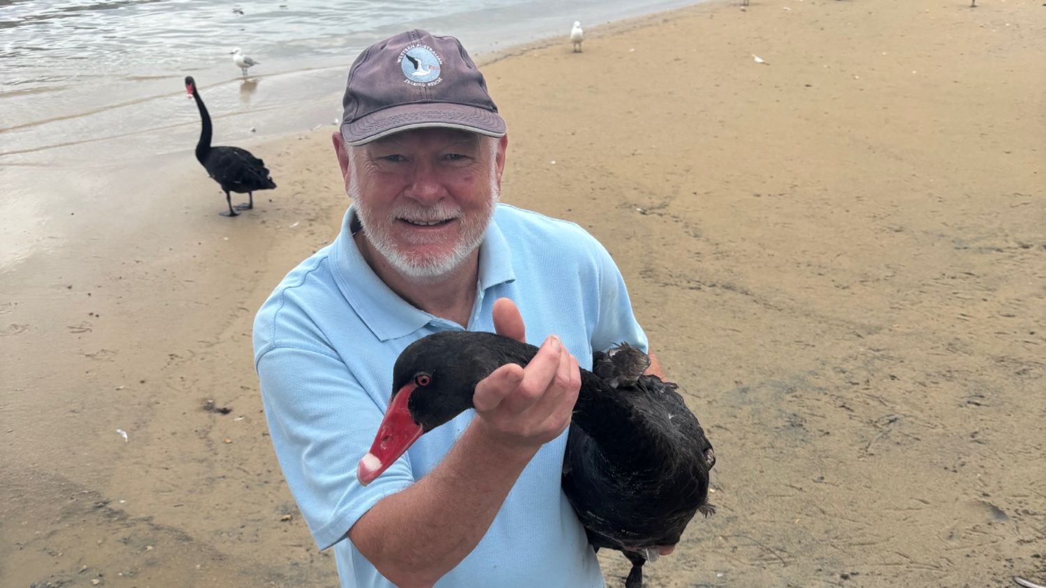 A smiling wildlife volunteer wearing a Western Australian Seabird Rescue cap holds a rescued black swan on a sandy beach, with another black swan and seagulls visible near the water in the background.